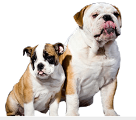 brachycephalic