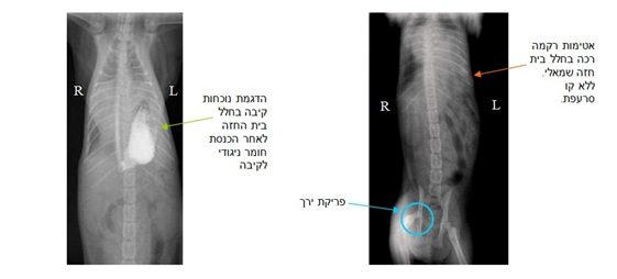 קרע בסרעפת לחתול