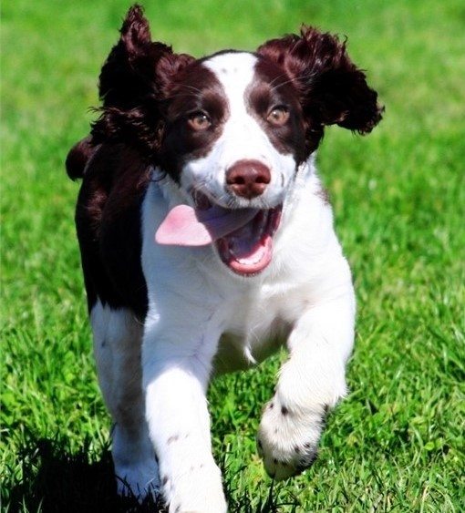 field dog fotolia main