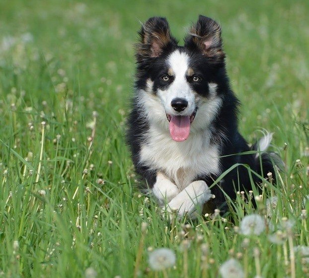 important walk dog