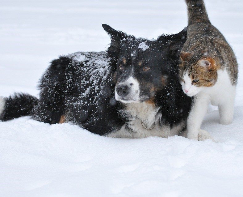 pets in winter