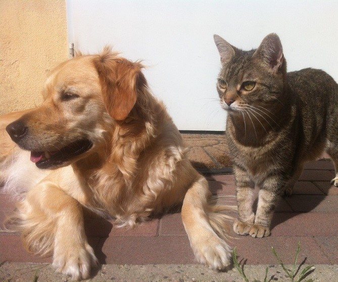 cats and dogs pic