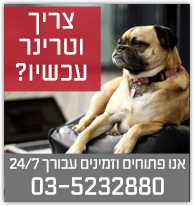 שירותים וטרינריים לכלבים