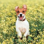 dog photo website