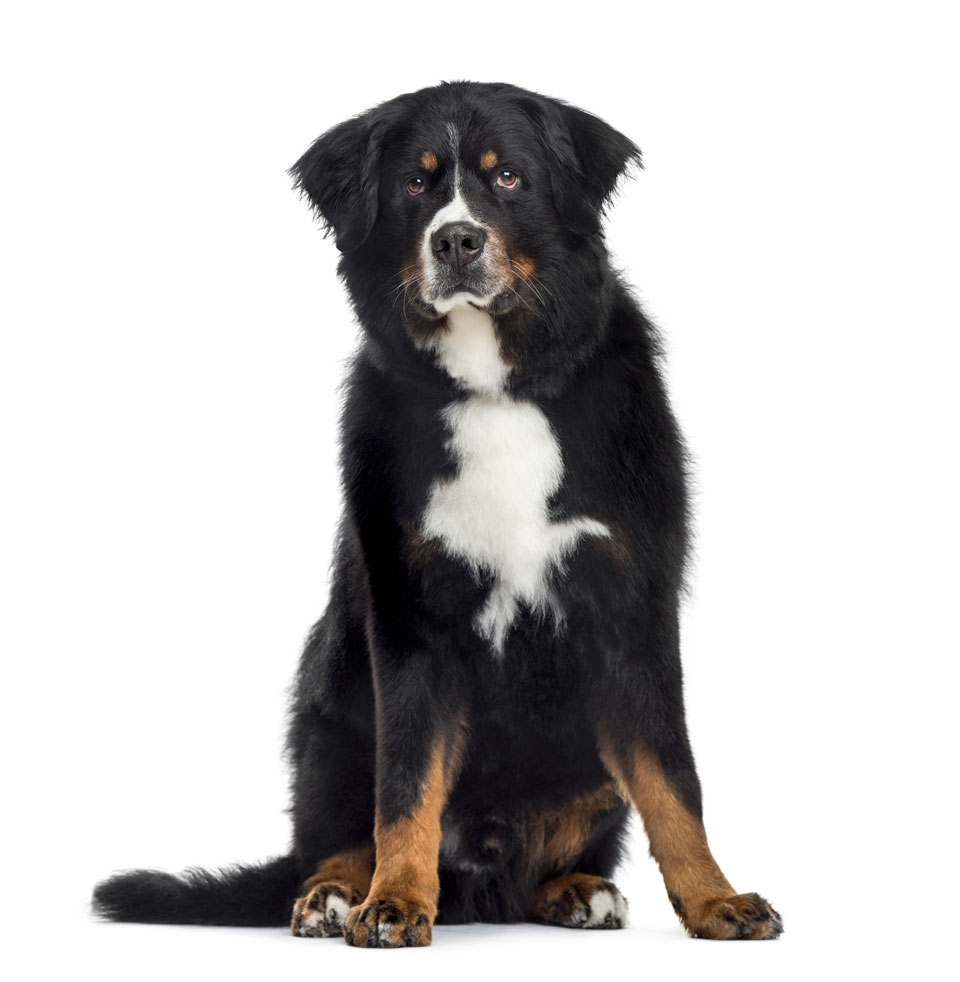 bernese mountain dog isolated on white 2021 08 26 18 04 11 utc