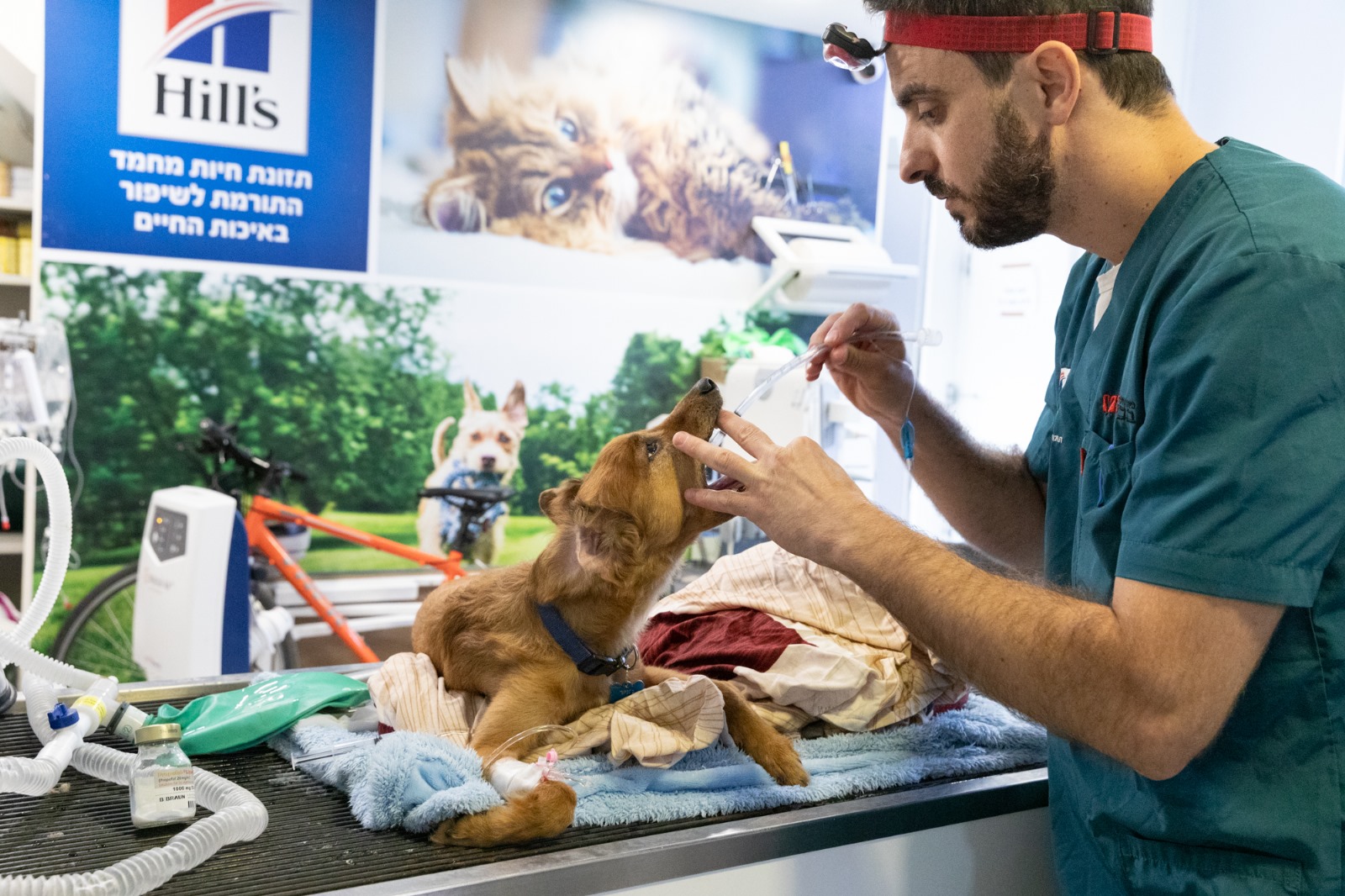 וטרינר בכיכר