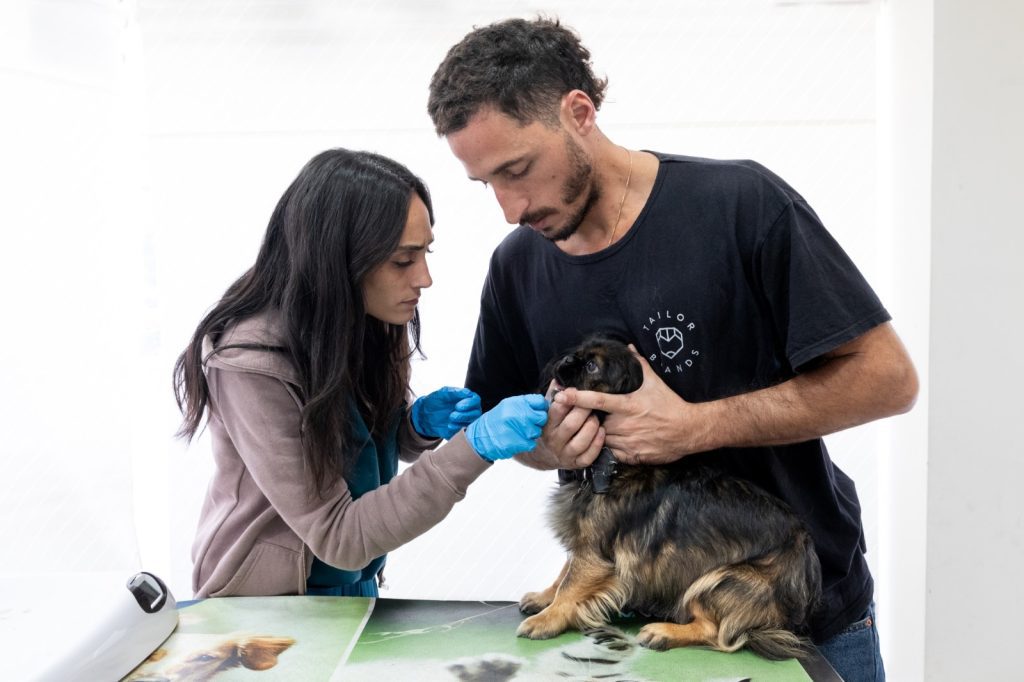 וטרינר בכיכר